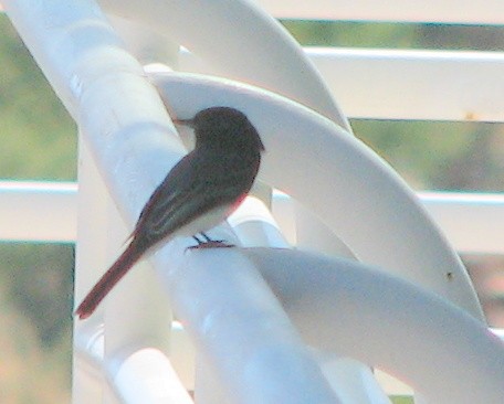 Black Phoebe - ML303440911