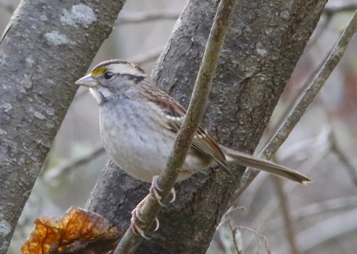 White-throated Sparrow - ML303443161