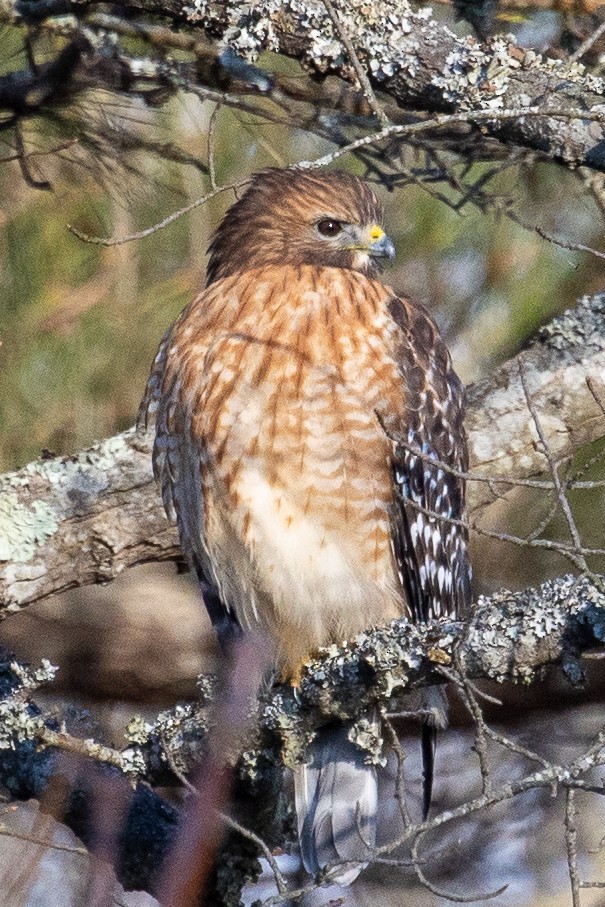 Red-shouldered Hawk - ML303443191