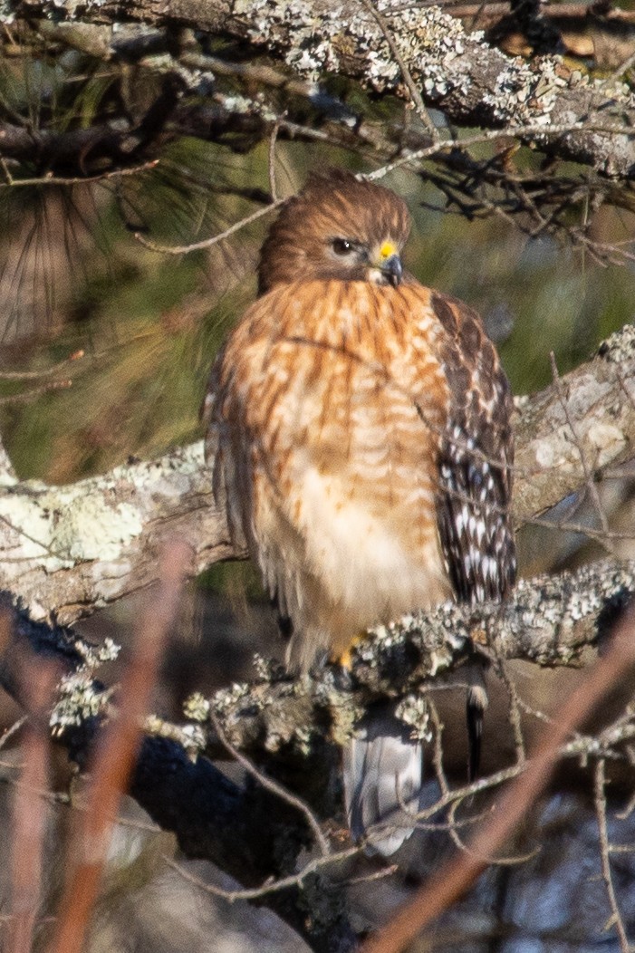 Red-shouldered Hawk - ML303443201