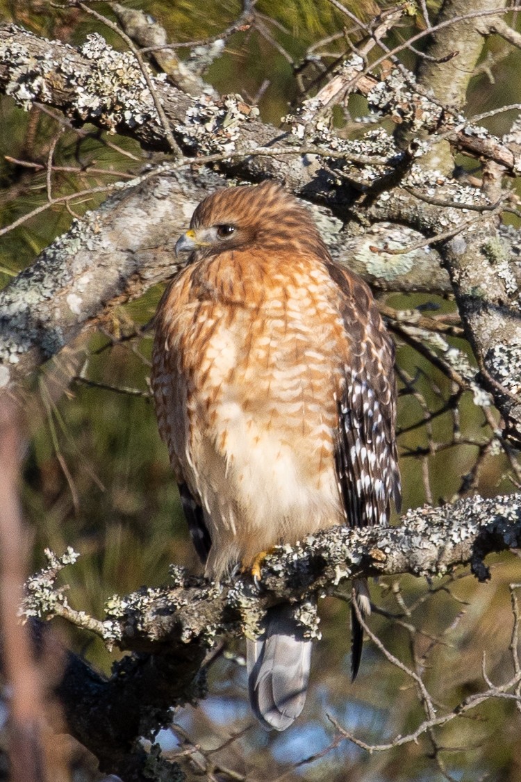 Red-shouldered Hawk - ML303443211