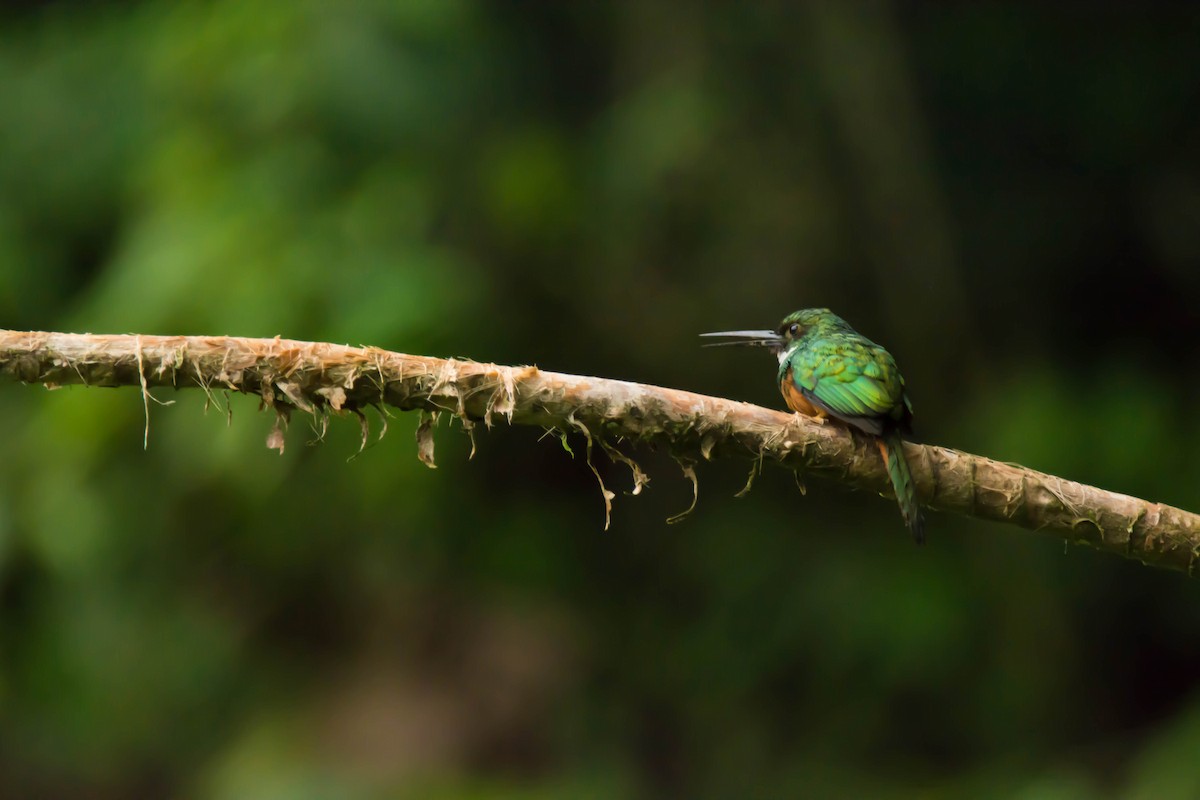Rufous-tailed Jacamar - ML30344551