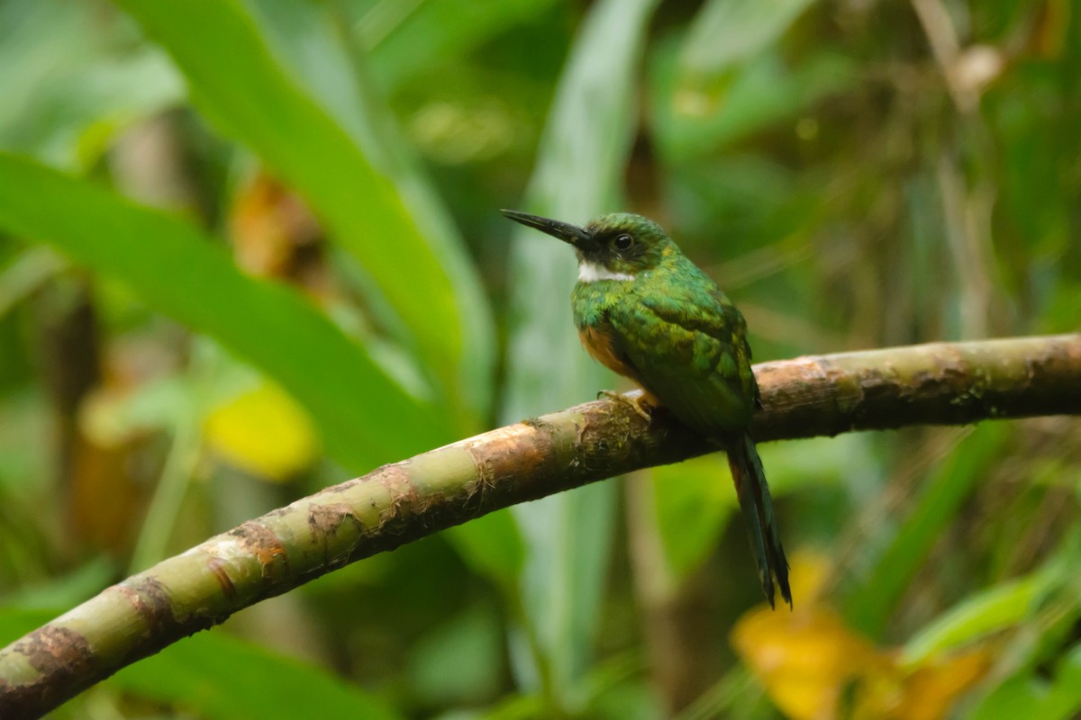 Rufous-tailed Jacamar - ML30344561