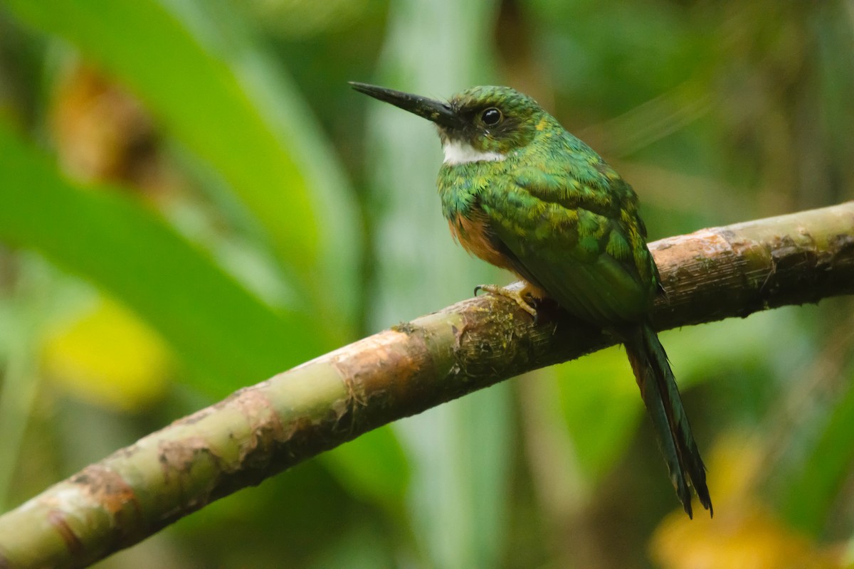 Rufous-tailed Jacamar - ML30344571