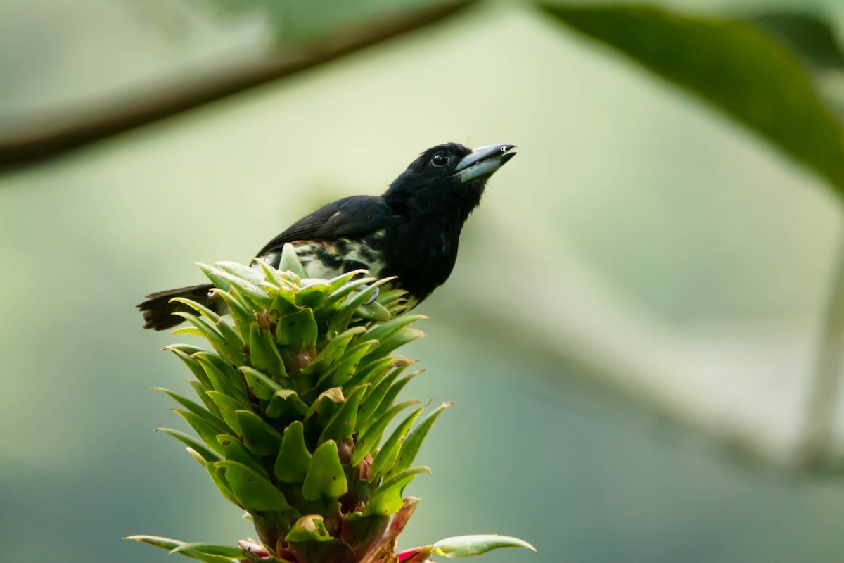 Spot-crowned Barbet - ML30344691