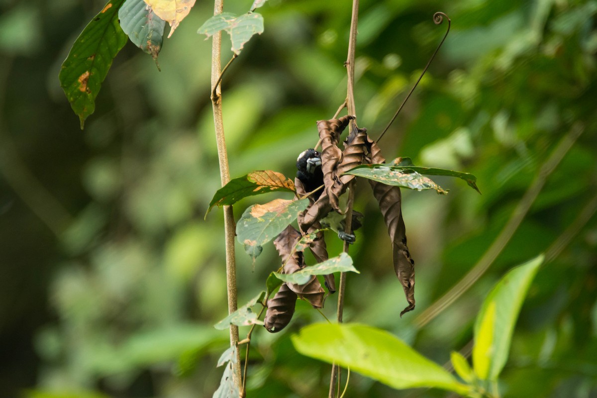 Spot-crowned Barbet - ML30344721