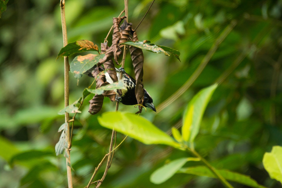 Spot-crowned Barbet - ML30344731