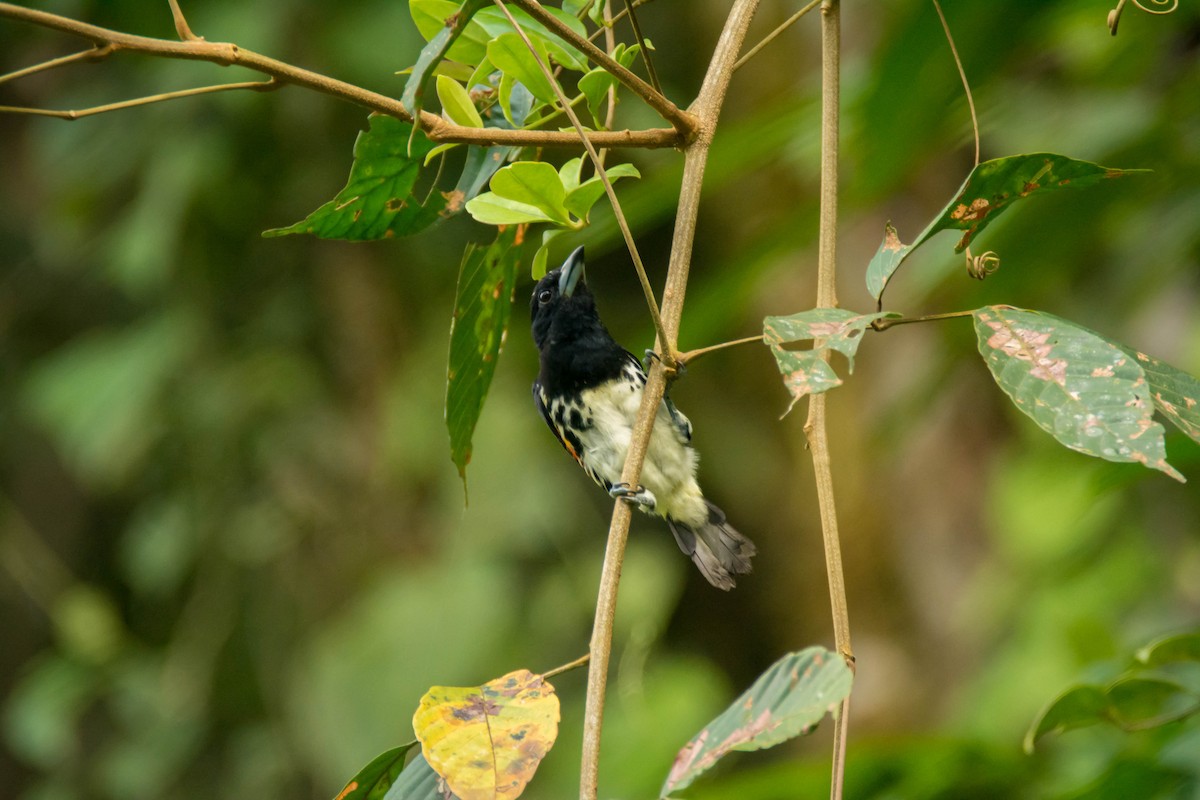Spot-crowned Barbet - ML30344751