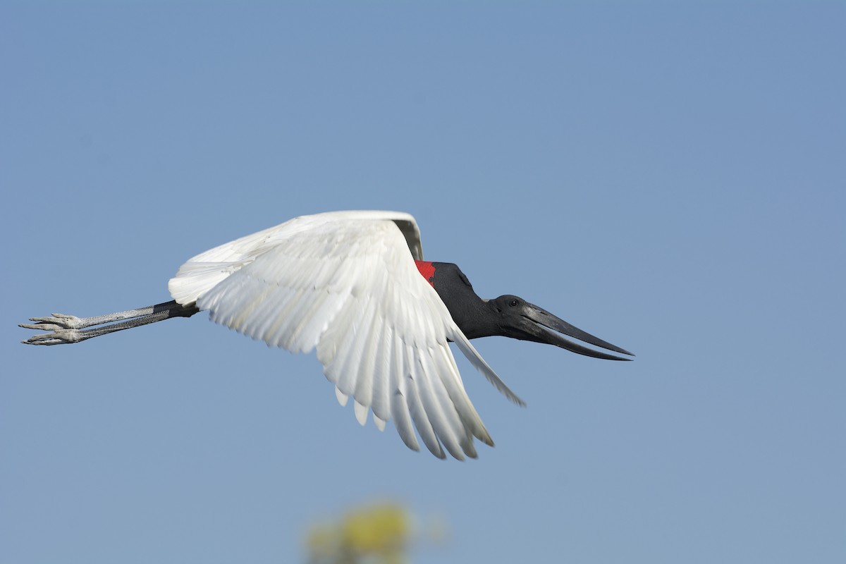 Jabiru - ML303447661