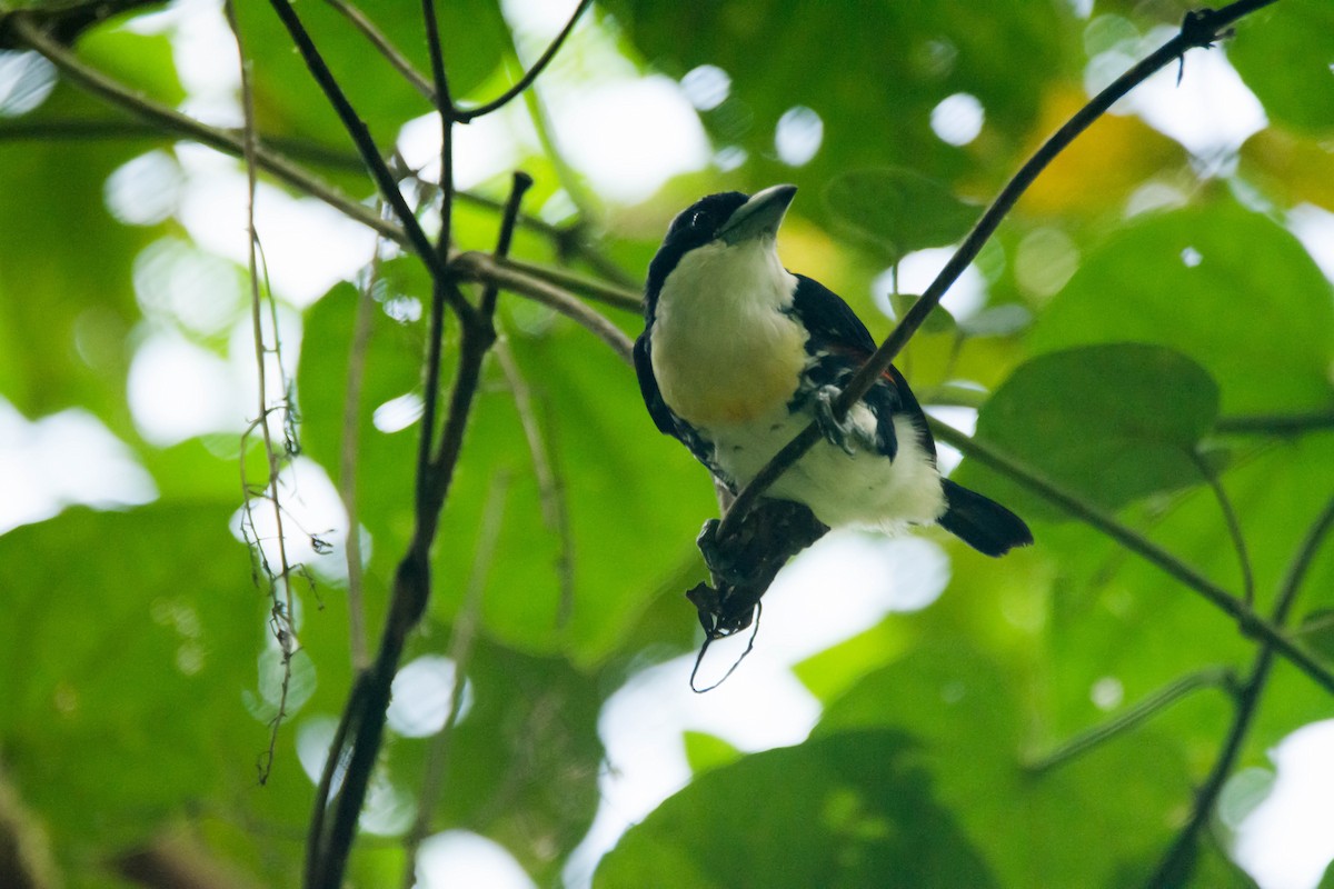 Spot-crowned Barbet - ML30344771