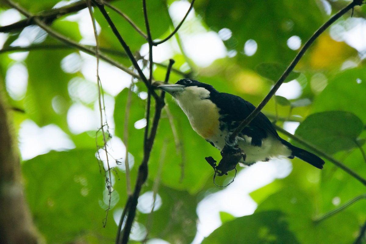 Spot-crowned Barbet - ML30344781