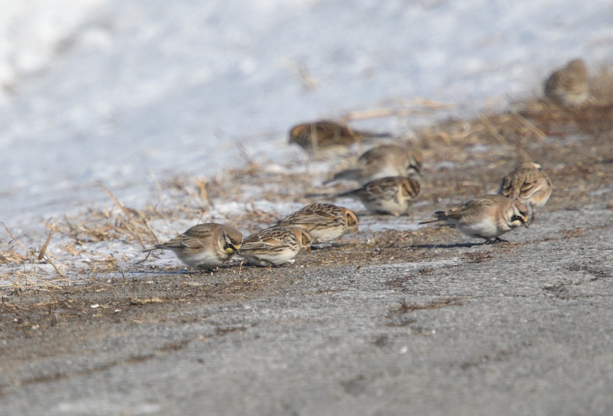 Lapland Longspur - Louis Lemay