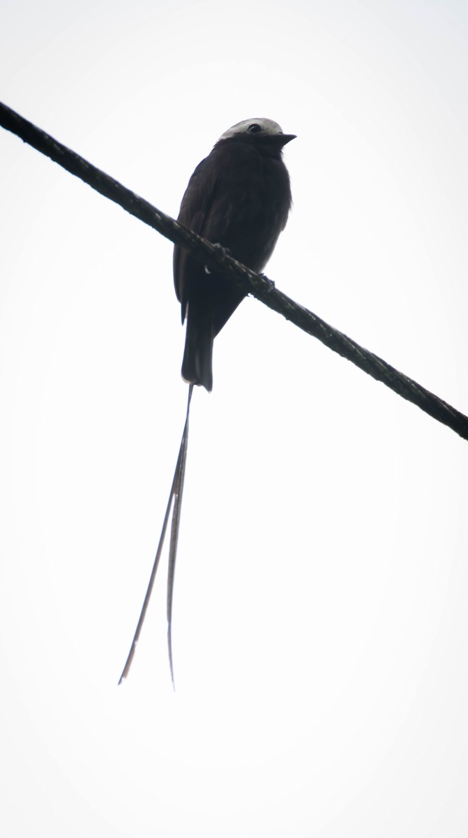 Long-tailed Tyrant - ML30344821