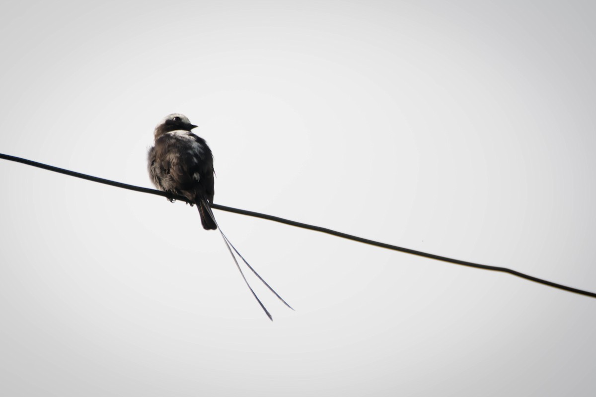 Long-tailed Tyrant - ML30344831