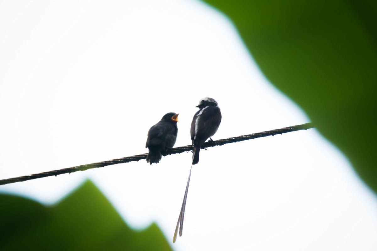 Long-tailed Tyrant - ML30344841