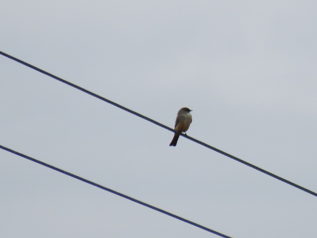 Say's Phoebe - ML303448641