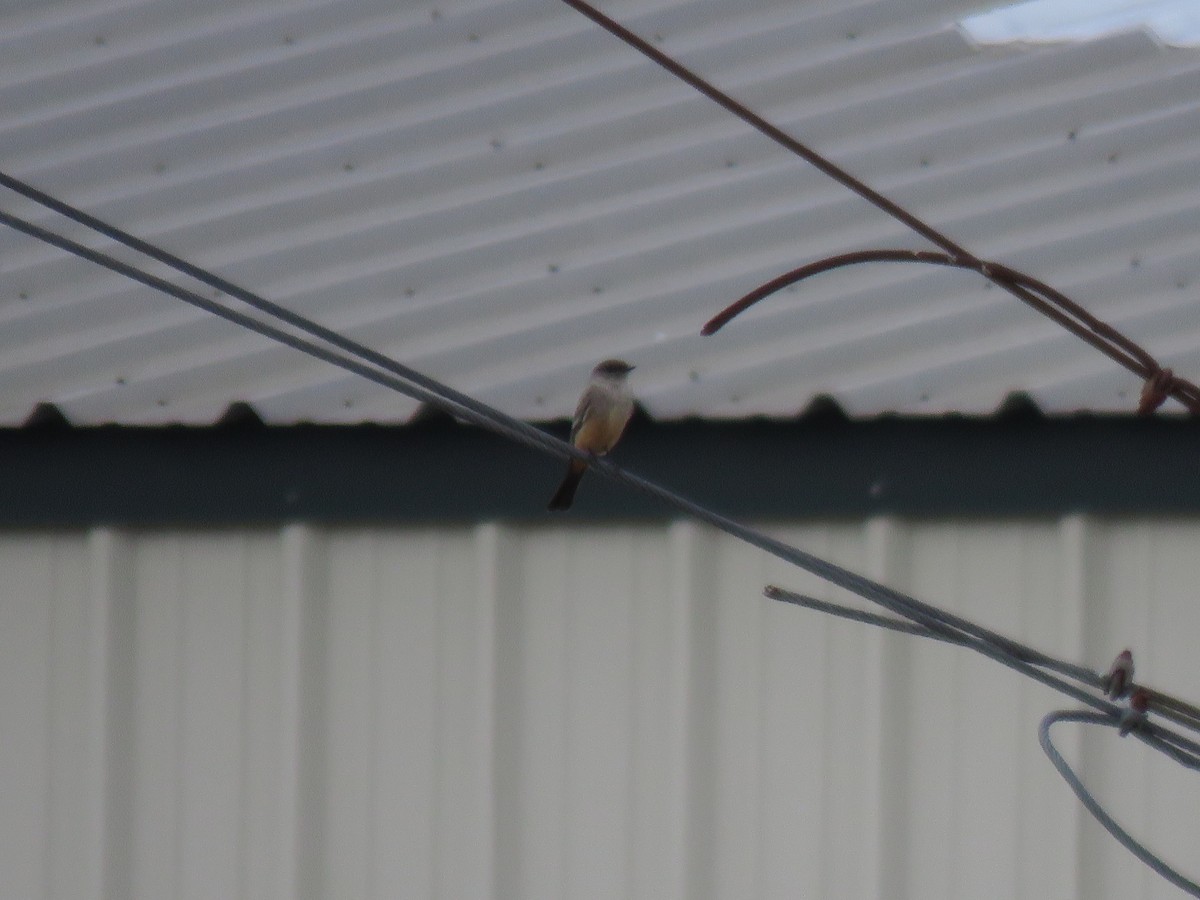 Say's Phoebe - ML303448681