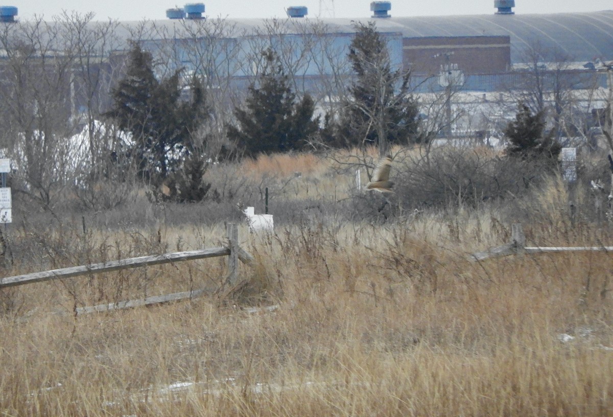 Short-eared Owl - ML303448701