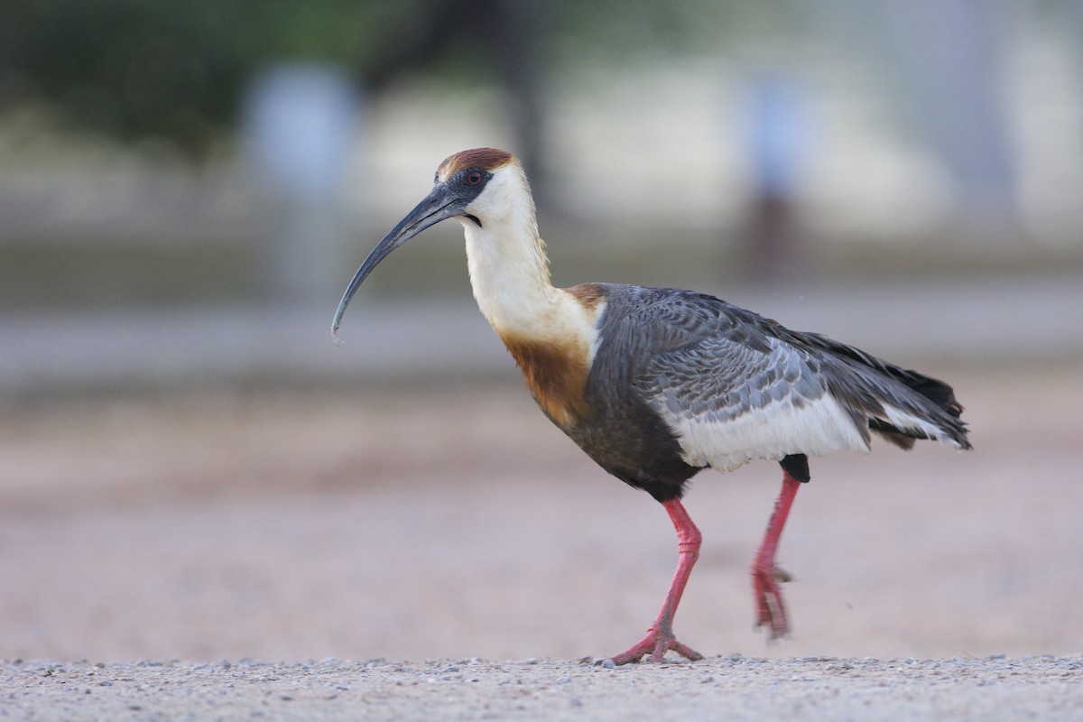 ibis bělokřídlý - ML303449561