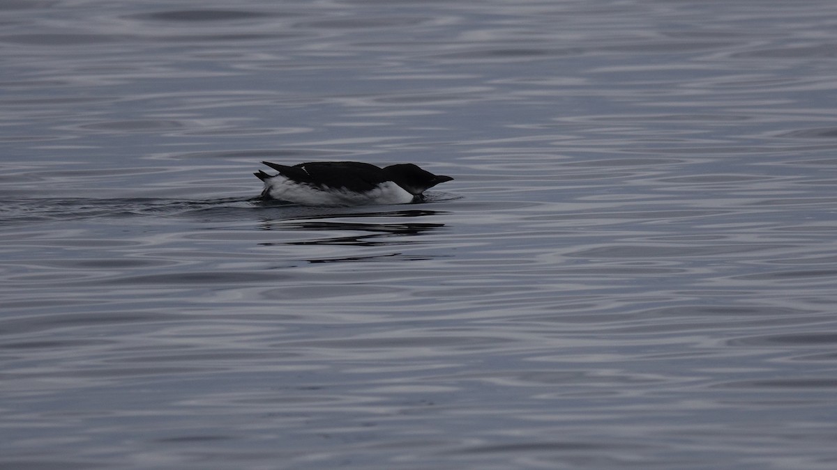 Thick-billed Murre - Laurent  MALTHIEUX