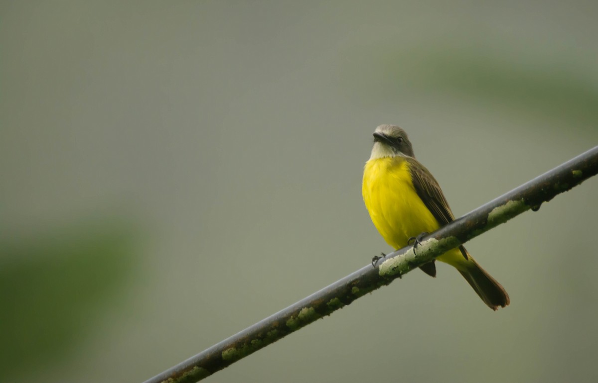 Gray-capped Flycatcher - ML30345061
