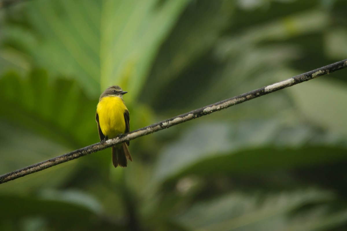 Gray-capped Flycatcher - ML30345071