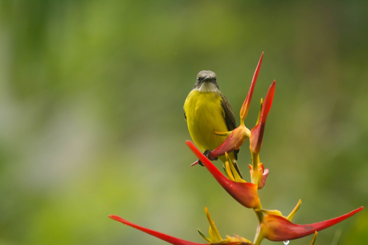 Gray-capped Flycatcher - ML30345091