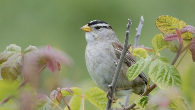 White-crowned Sparrow - ML303452421