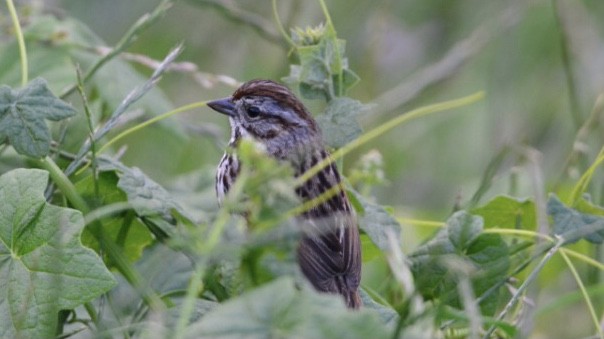 Song Sparrow - ML303452481