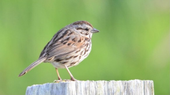 Song Sparrow - ML303452491