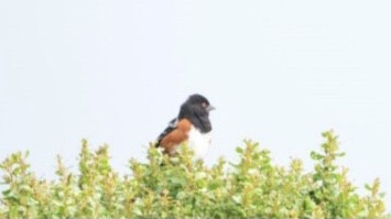 Spotted Towhee - ML303452571