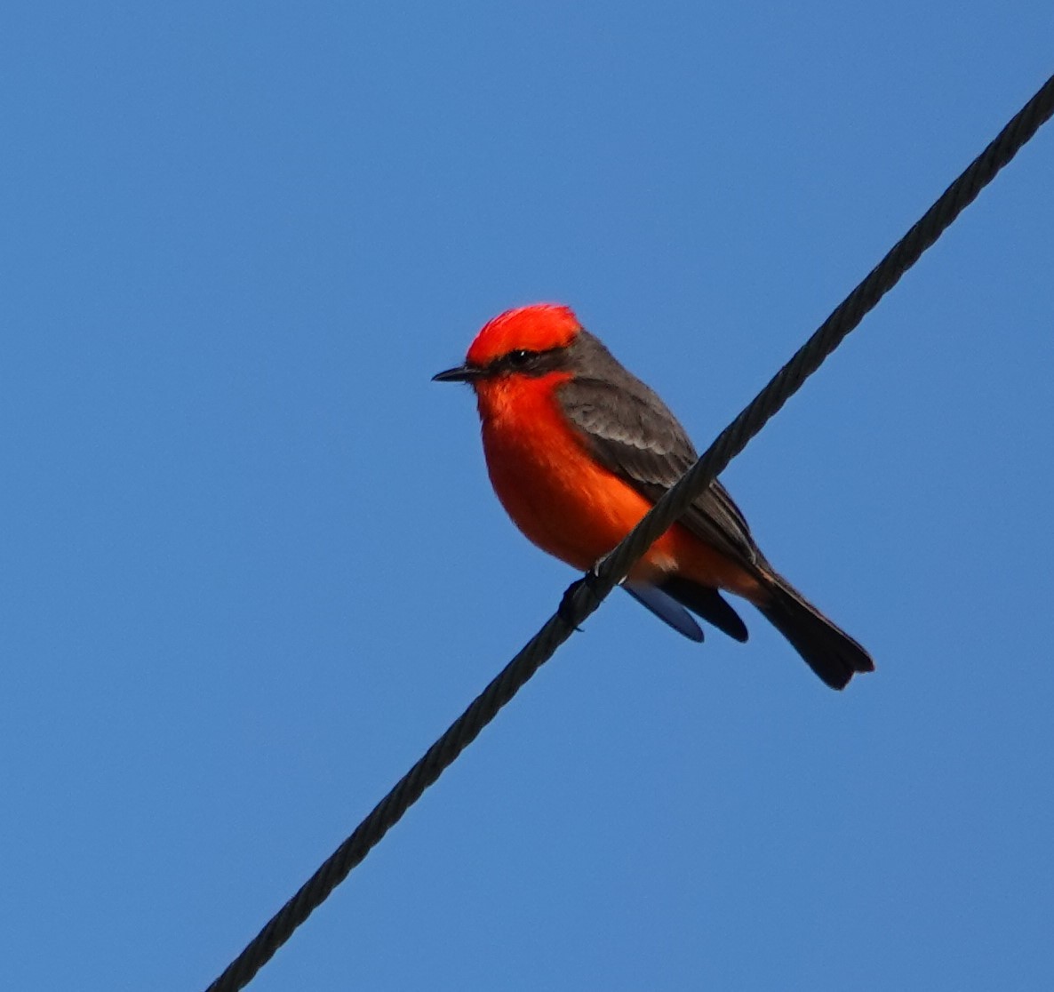 Vermilion Flycatcher - ML303452851