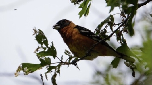Black-headed Grosbeak - ML303452921