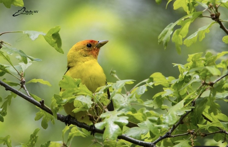 Western Tanager - ML303453051