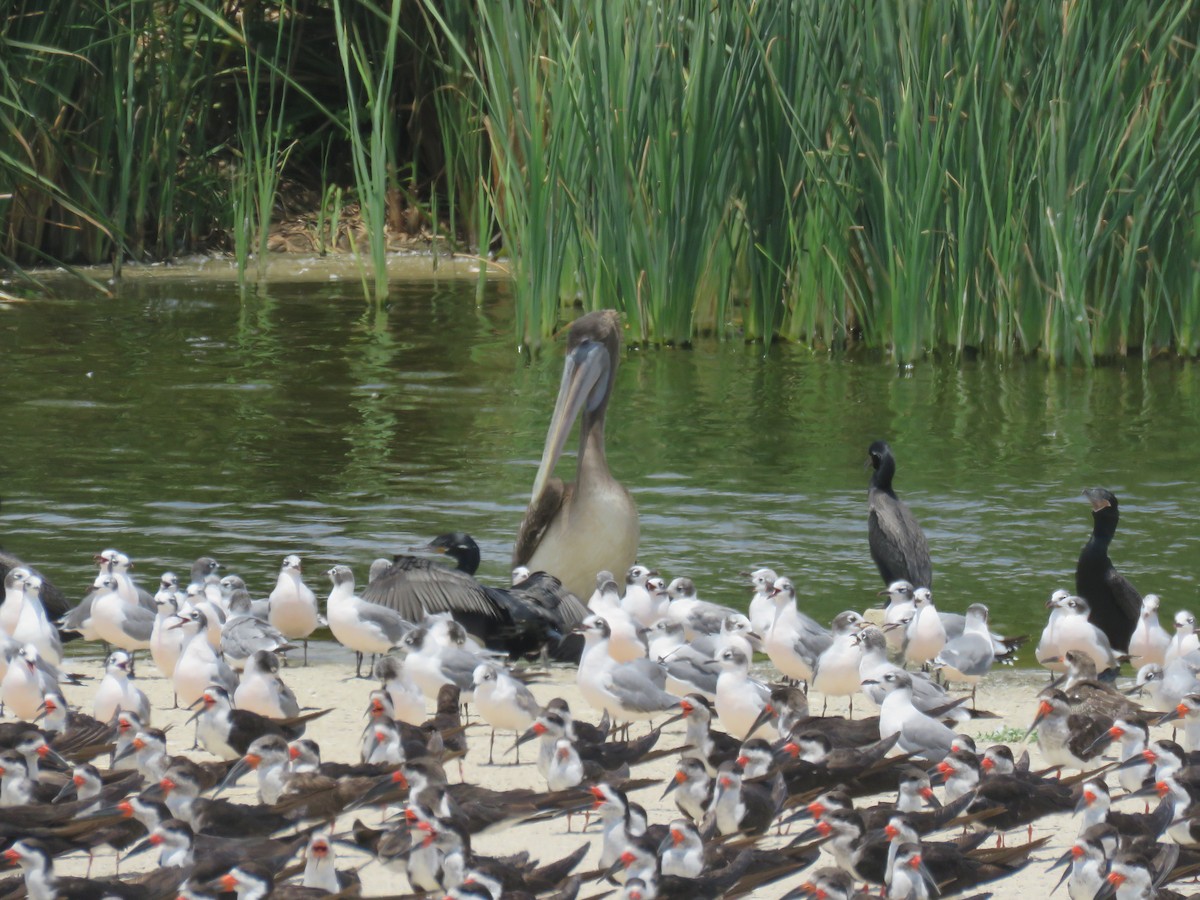 Brown Pelican - ML303453461