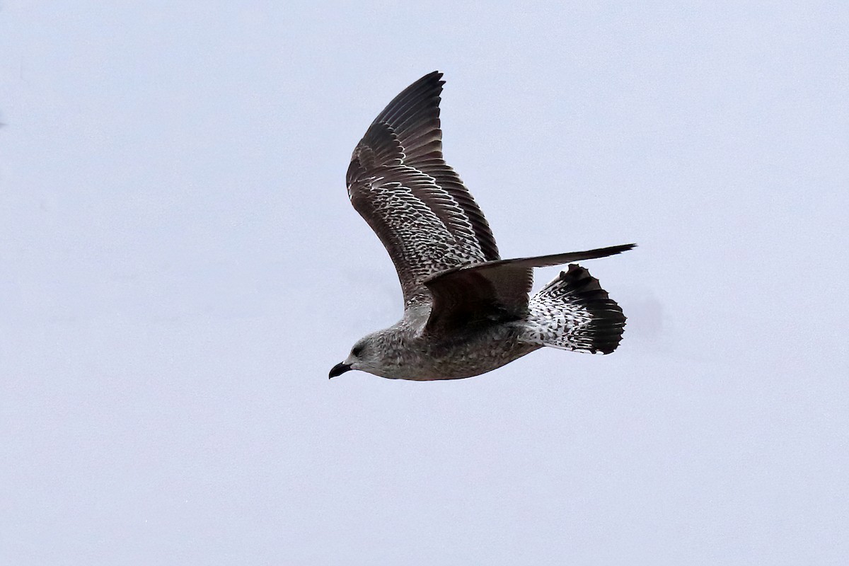 Lesser Black-backed Gull - Doug Hommert