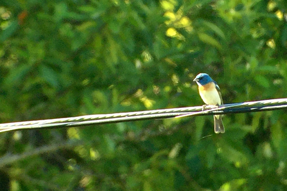 Lazuli Bunting - ML30345531