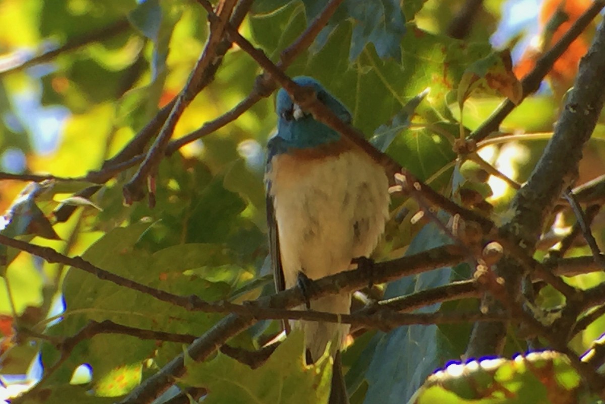 Lazuli Bunting - ML30345561