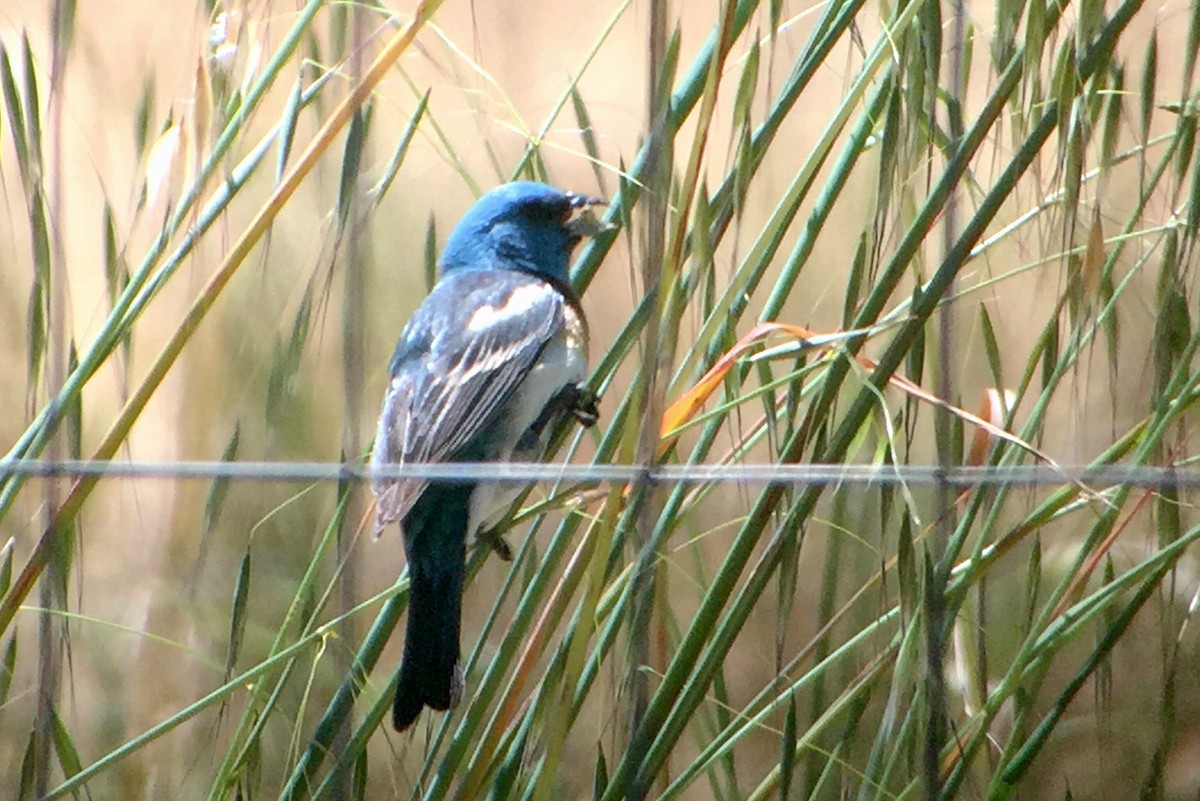 Lazuli Bunting - Rob Fowler