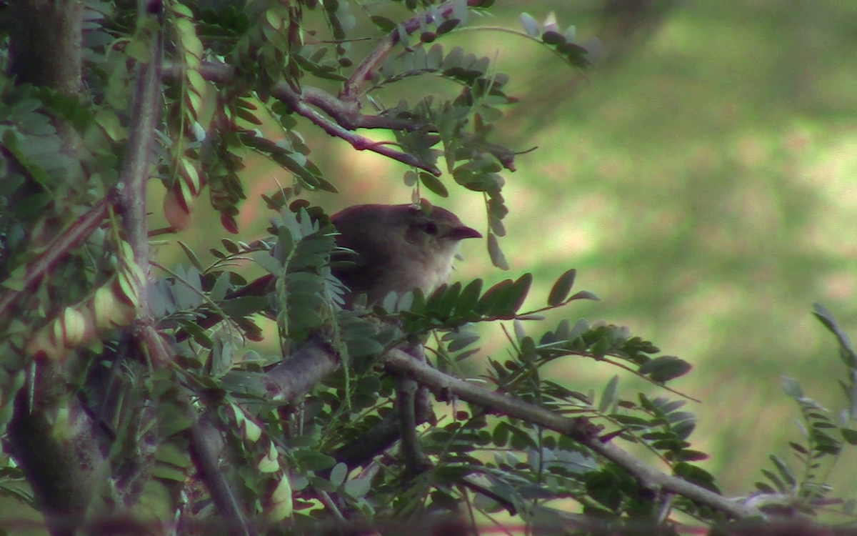 Little Thornbird - Camilo Garcia Gonzalez