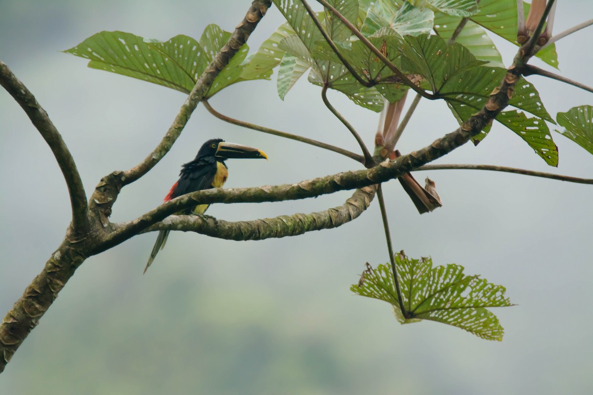 Pale-mandibled Aracari - ML30345601