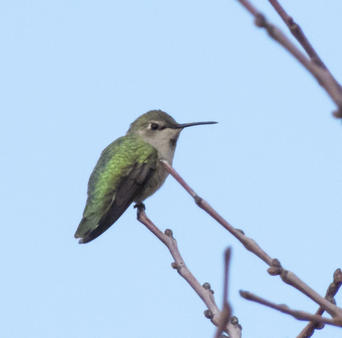 Costa's Hummingbird - ML303456061