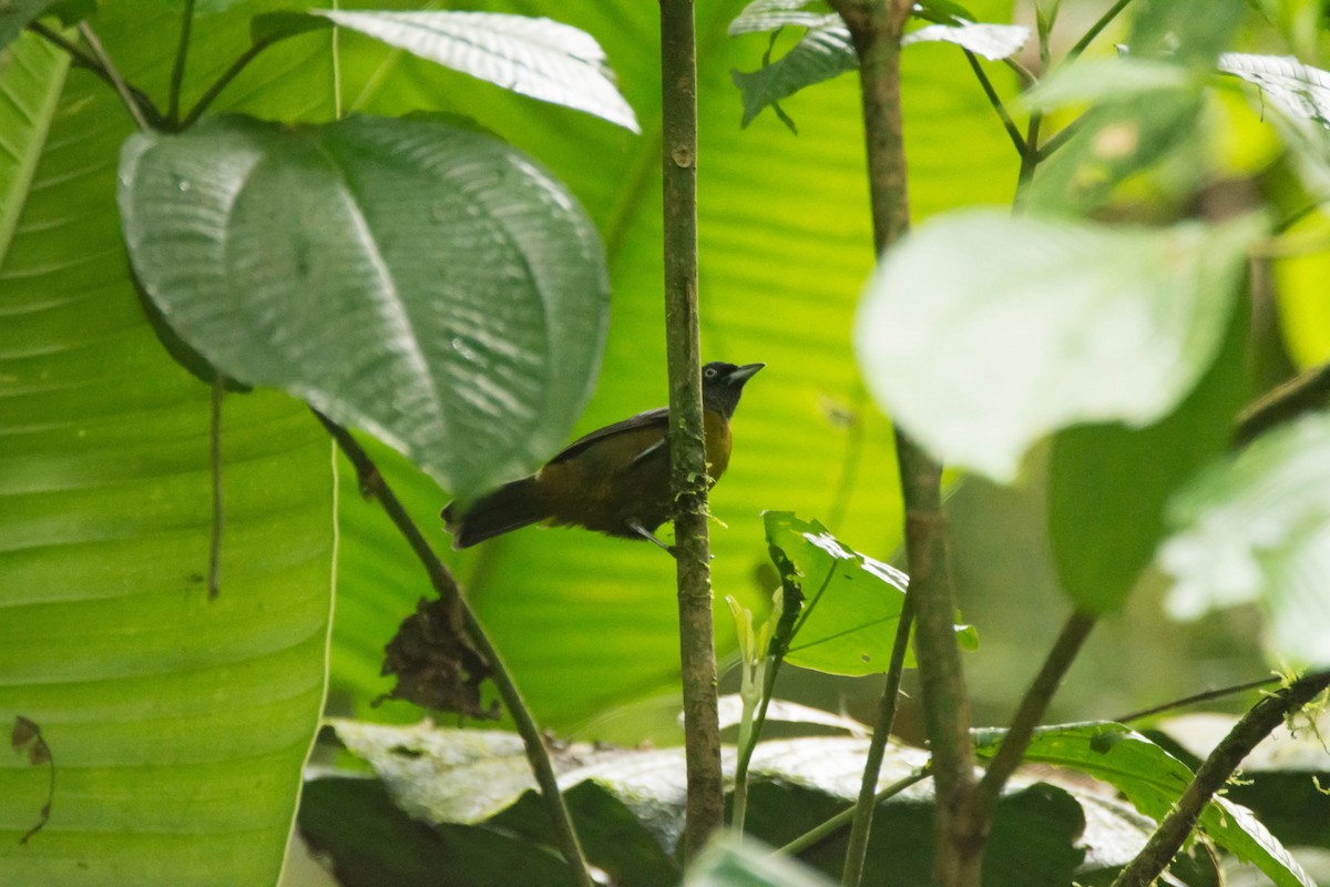 Dusky-faced Tanager - ML30345621