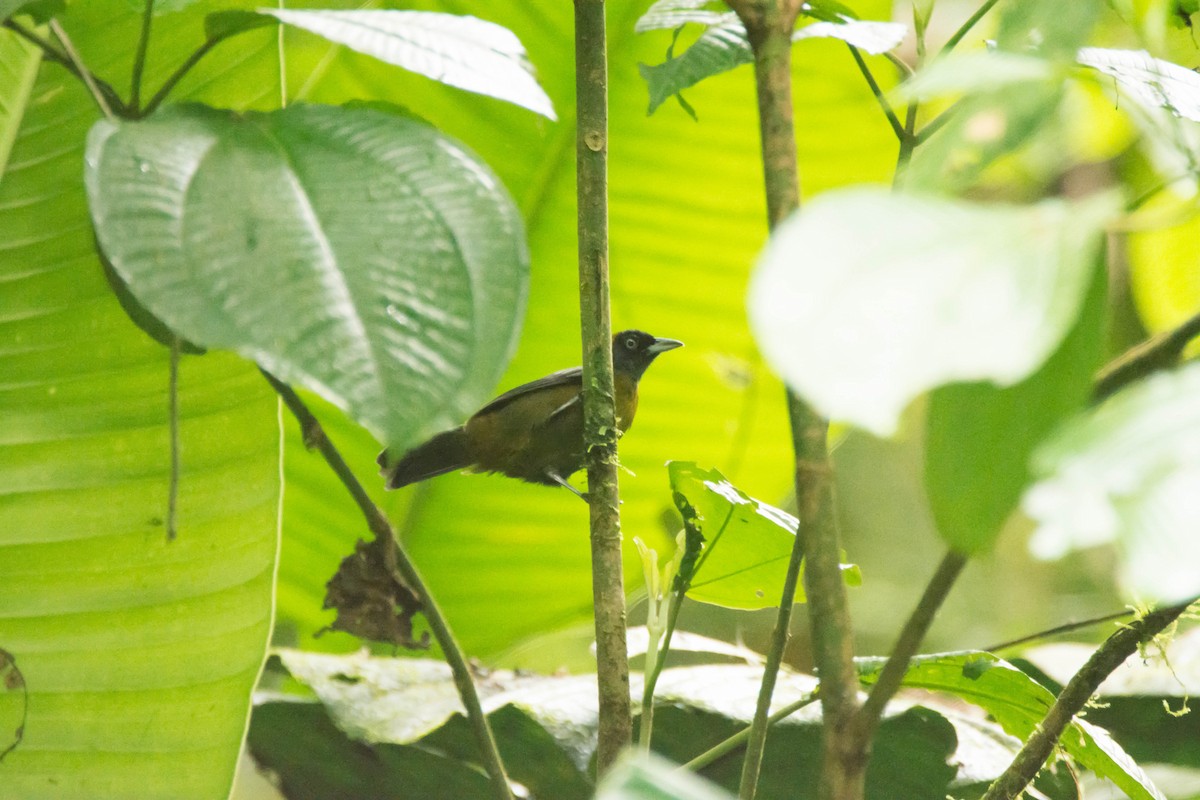 Dusky-faced Tanager - ML30345631