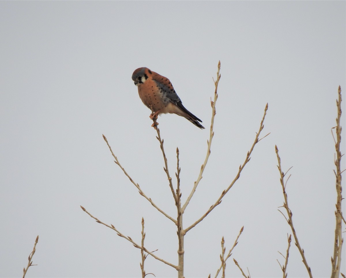 American Kestrel - ML303456371