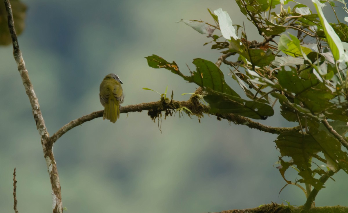 Buff-throated Saltator - ML30345651