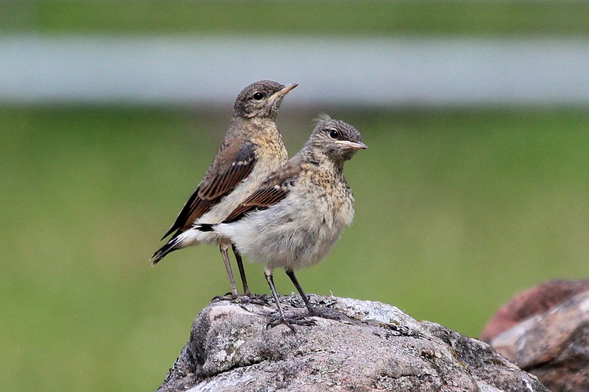 Northern Wheatear - ML30345661