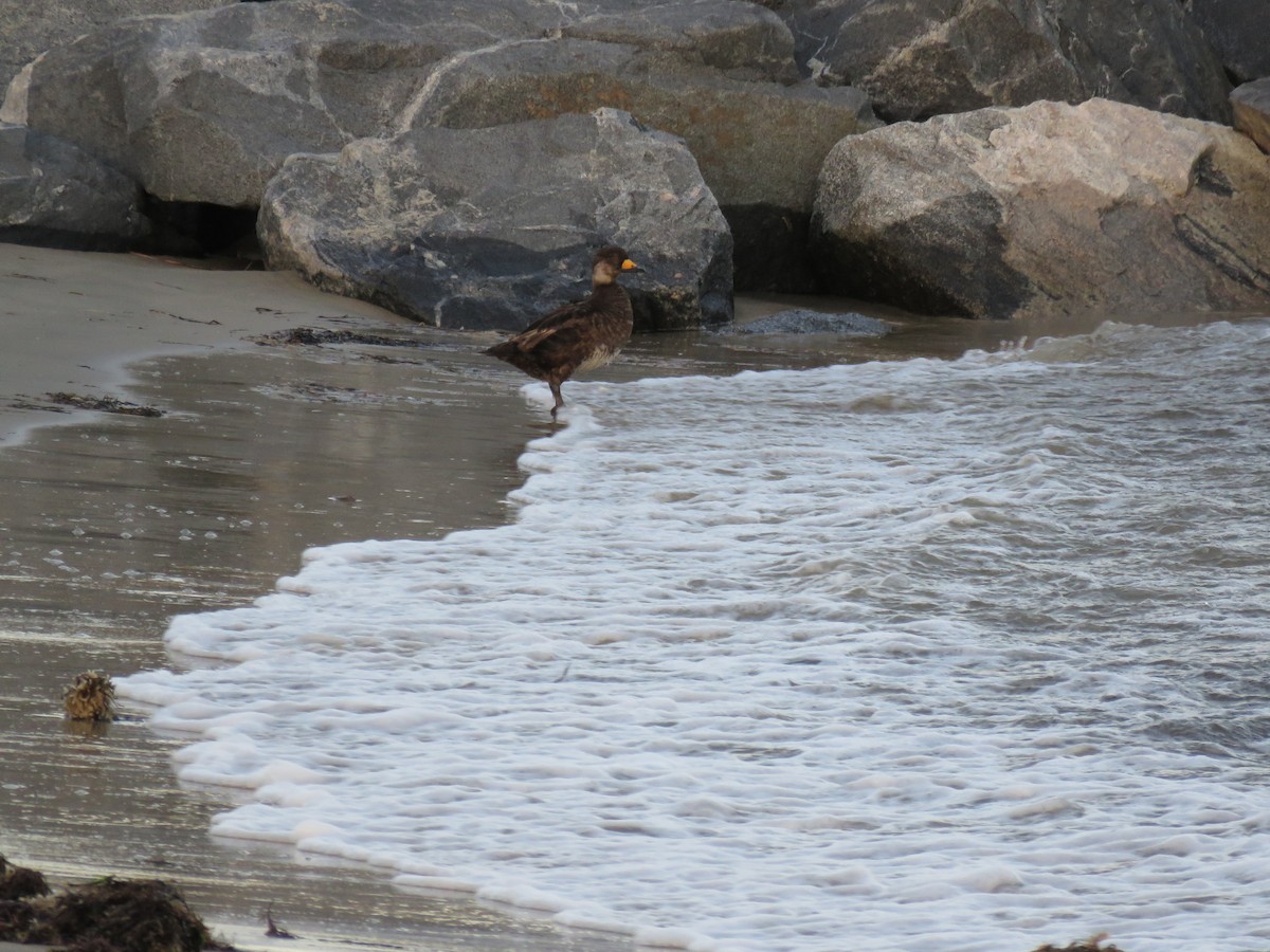 Black Scoter - ML30345691