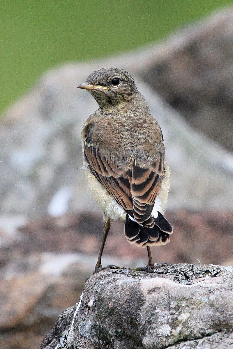 Northern Wheatear - ML30345701