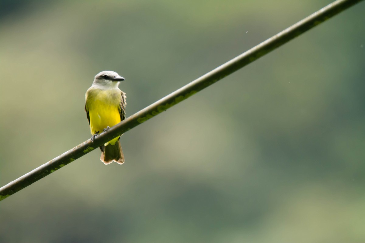Tropical Kingbird - ML30345751